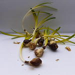 Луковици есенни минзухари