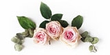 flowers discount text element