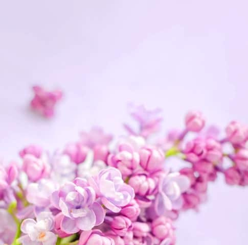 flowers banner large